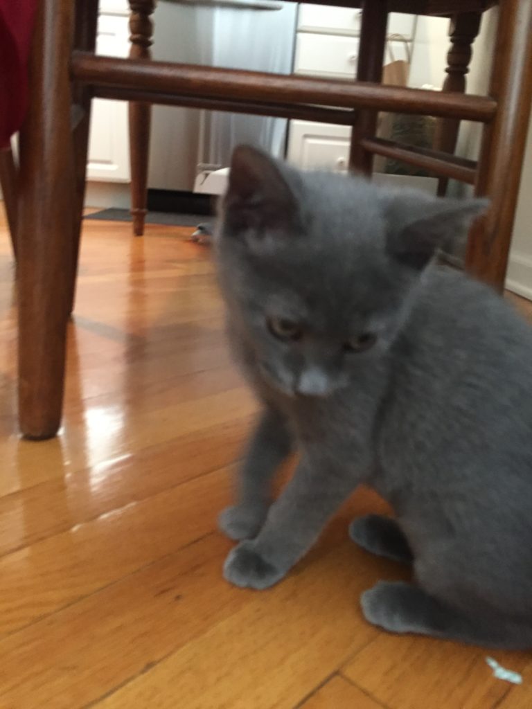 Bear, a little gray kitten